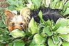 Maggie loves laying in grass and plants-2007_05050009.jpg