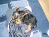 Pictures Of Rosie-sleepy-rosie-02.jpg