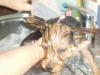 Pictures Of Rosie-having-bath-3.jpg