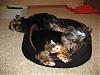 Awww-sleepy, snugglin' yorkies!-bed_2.jpg