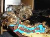 Awww-sleepy, snugglin' yorkies!-sharebed2.jpg