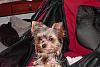 Yorkshire Men's Club: 2006-chase-stroller.jpg