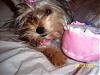 Chloe's 6-Month Birthday!!!-102_2172.jpg