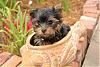 Eskind's New Yorkie Furbaby - Stormy!!!-may-149_2.jpg