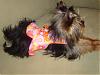 Cali's Go-fetch Fashion Show!-c-orange-cream-floral-dream.jpg