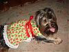 ♥Momma Lilly in her New Strawberry Dress made by Belinda♥-dsc01406.jpg