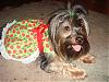 ♥Momma Lilly in her New Strawberry Dress made by Belinda♥-dsc01422.jpg