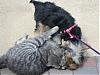 Betty Kissing Her Cat Boyfriend-rsz327.jpg