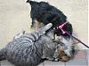 Betty Kissing Her Cat Boyfriend-rsz327.jpg