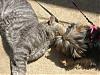 Betty Kissing Her Cat Boyfriend-rsz330.jpg