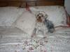 New Pics of Sammi...-sammi-grandmas-bed-2.jpg