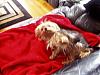 Jewls Sleeping With Her Tounge Out. Funny!-louie-laying-back-red-blanket-tongue-out-450-x-338-.jpg