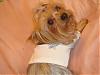 ♥Daddy Dexter in His New Duds ♥-dsc01513.jpg