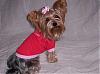 Pictures of my friends yorkie Roxie-rhondas-photos-155-520-x-386-.jpg