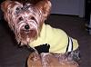 Pictures of my friends yorkie Roxie-rhondas-photos-160-520-x-386-.jpg