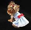 Queequeg in her "Dorothy Dress" from Chloe Bella-img_0140rev.jpg