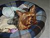 Come see Scamp's new brother!!-brownie-06.jpg