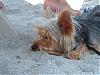 First time at the BEACH!!! Sand-eater!!!!-playa-8.jpg