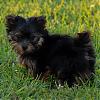 Eskind's New Yorkie Furbaby - Stormy!!!-may-160_2_stormy.jpg