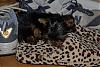Eskind's New Yorkie Furbaby - Stormy!!!-may-190_2_stormy.jpg