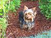 PICTURES: Hootie & Hobbs playing in the yard-img_1327-2-.jpg