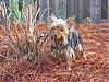 PICTURES: Hootie & Hobbs playing in the yard-img_1347-2-.jpg