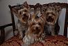 Look at my new Yorkie couch!-chairall3.jpg