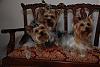 Look at my new Yorkie couch!-molpinprichair.jpg