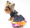Queequeg's Photo Shoot for HollyDay Pet Couture-q_img_0219.jpg