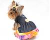 Queequeg's Photo Shoot for HollyDay Pet Couture-q_img_0231.jpg