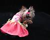 Queequeg's Photo Shoot for HollyDay Pet Couture-q_img_0259.jpg