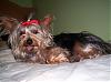 Lillian after her bath in a red bow.-101_1463.jpg