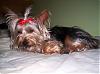Lillian after her bath in a red bow.-101_1462.jpg