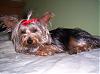 Lillian after her bath in a red bow.-101_1461.jpg