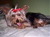 Lillian after her bath in a red bow.-101_1460.jpg