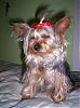Lillian after her bath in a red bow.-101_1459.jpg