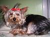 Lillian after her bath in a red bow.-101_1455.jpg