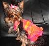 Yorkie Fair - Here We Come!!!!!-angelhawaiianharness.jpg