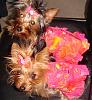 Yorkie Fair - Here We Come!!!!!-hawaiiantankharnesses.jpg