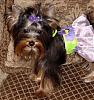 *DIVA Jewelina modeling her Sassy Summer Bikini Harness*-sa3.jpeg