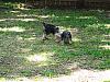 Lunch time playdate with Murphy and Mia!-p5160003.jpg