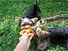 Lunch time playdate with Murphy and Mia!-p5160035.jpg