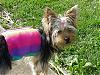 Zoey first day after surgery-mvc-020s.jpg