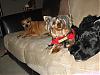 a couple of funny pics of maggie and her co-inhabitants-3-dogs.jpg