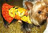 My Sophie's Yorkie Fair Dress-img_0874.jpg