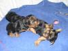 Almost 4 weeks old!-pup4.jpg