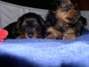 Almost 4 weeks old!-pup6.jpg