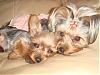 ♥New & Updated Pictures of Miss Daisy & Baby Beau Hiroki♥-dsc02020.jpg