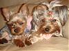 ♥New & Updated Pictures of Miss Daisy & Baby Beau Hiroki♥-dsc02014.jpg