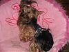 Our 2007 Michigan Yorkie Fair Purchases!!!  Pictures!-img_1603.jpg